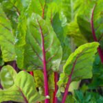 Acelga Ruby Red