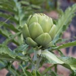 Alcachofa Green Globe - Image 3