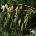 Avena Chihuahua (Forrajera) - Image 2