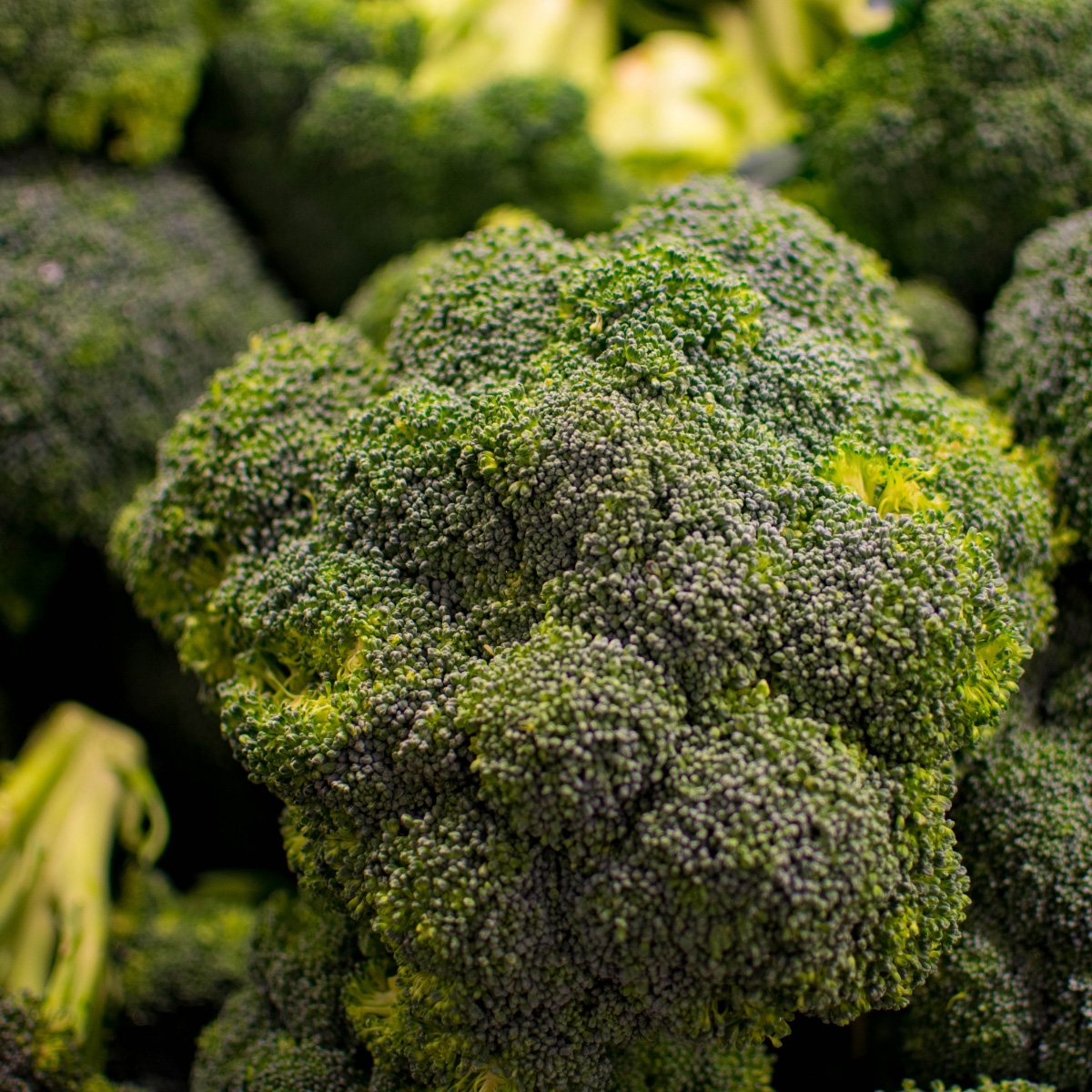 ACsemillas - Brocoli Tlahuac Brocoli Tlahuac - Image 1
