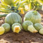 Calabaza Mila