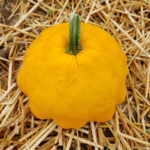 Calabaza Sunburst - Image 2