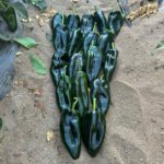 Chile Ancho Silex - Image 3