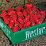 Chile Habanero Rojo Vesuvio