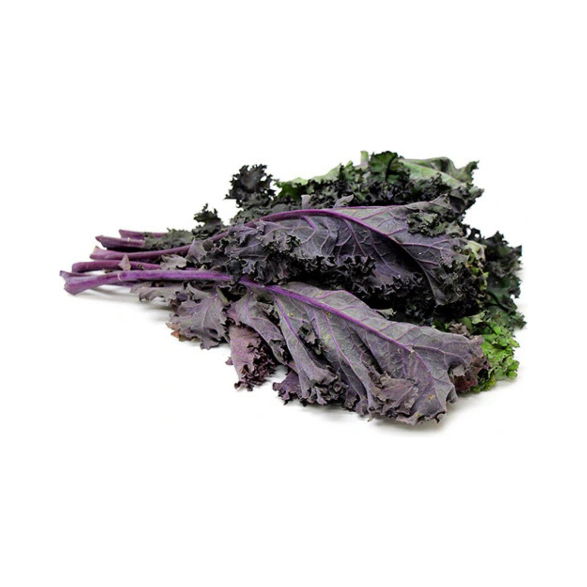 ACsemillas - Kale Red Russian Curly Col Rizada Roja Russian Curly - Image 1