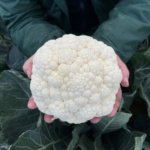 Coliflor Almagro