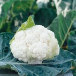 Coliflor Clarify