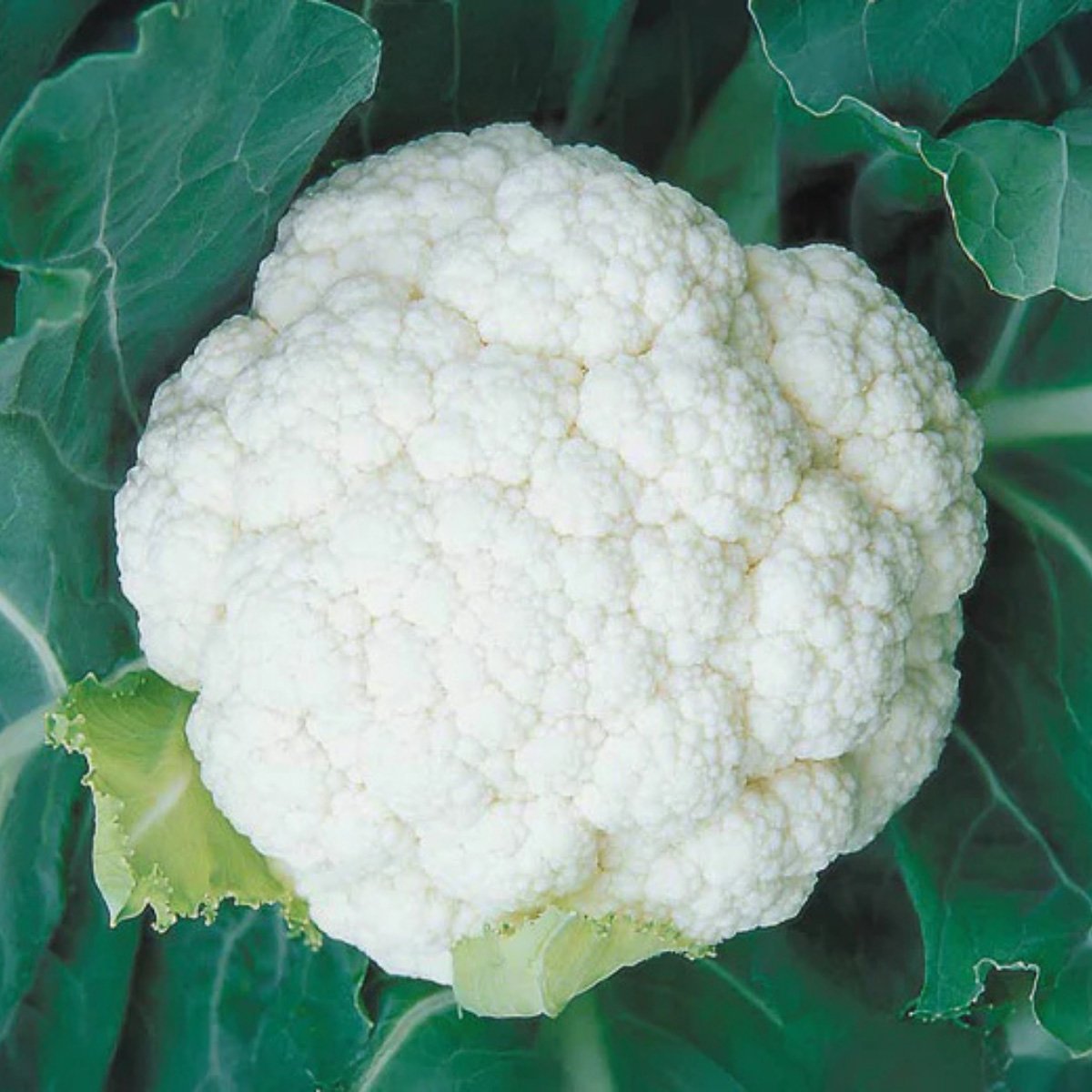ACsemillas - Coliflor Shasta Coliflor Shasta - Image 1