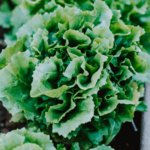 Lechuga Montemar MT - Image 2