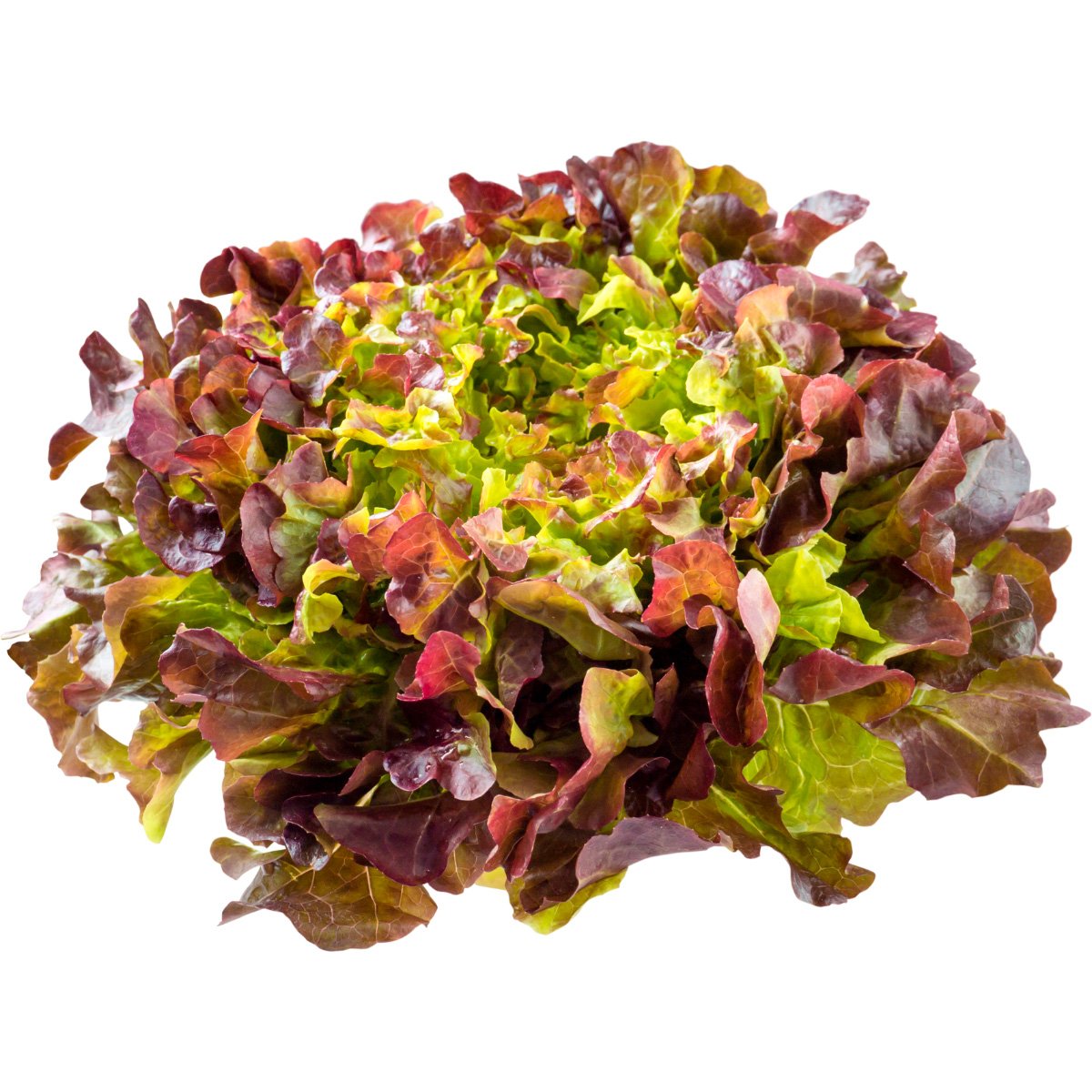 AC Semillas 2 - Lechuga Red Bowl Salad Lechuga Red Bowl Salad - Image 1