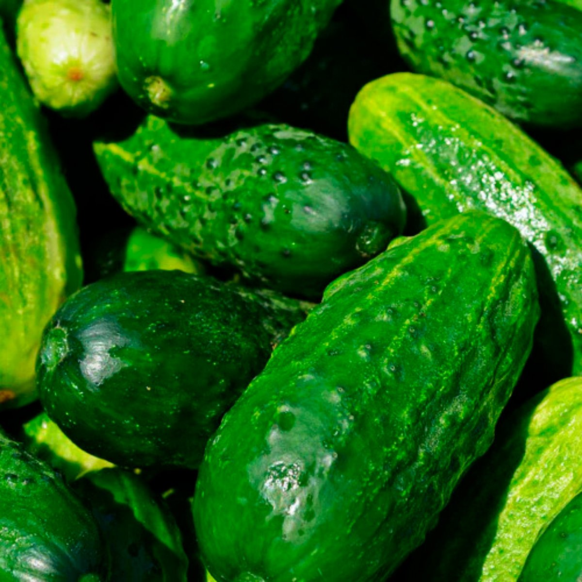 ACsemillas - Pepino Calypso F-1 Pepino Calypso F-1 - Image 1