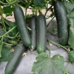 Pepino Naolin