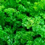 Perejil Chino Forest Green