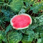Sandia Crisp N Sweet