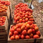 Tomate Namib