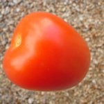 Tomate Rio Grande
