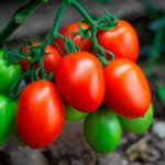 Tomate Sicilia