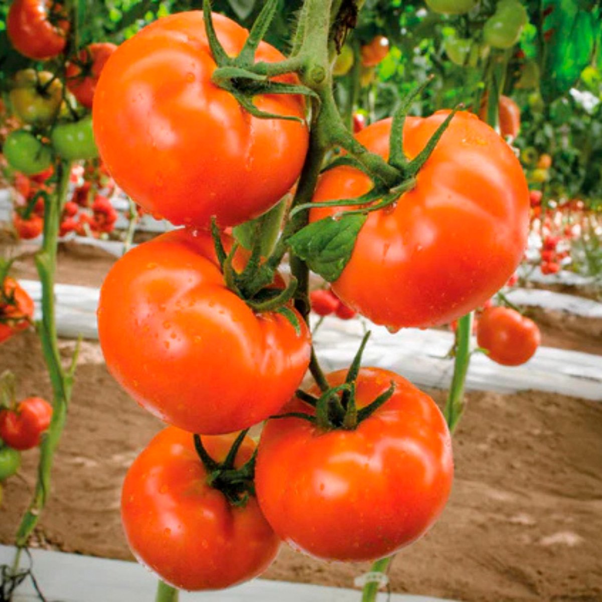 ACsemillas - Tomate Sprigel Bola Tomate Sprigel Bola - Image 1