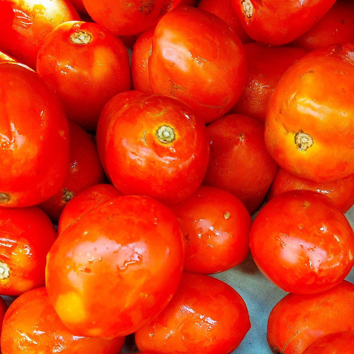 ACsemillas - Tomate el Artista Tomate El Artista - Image 1