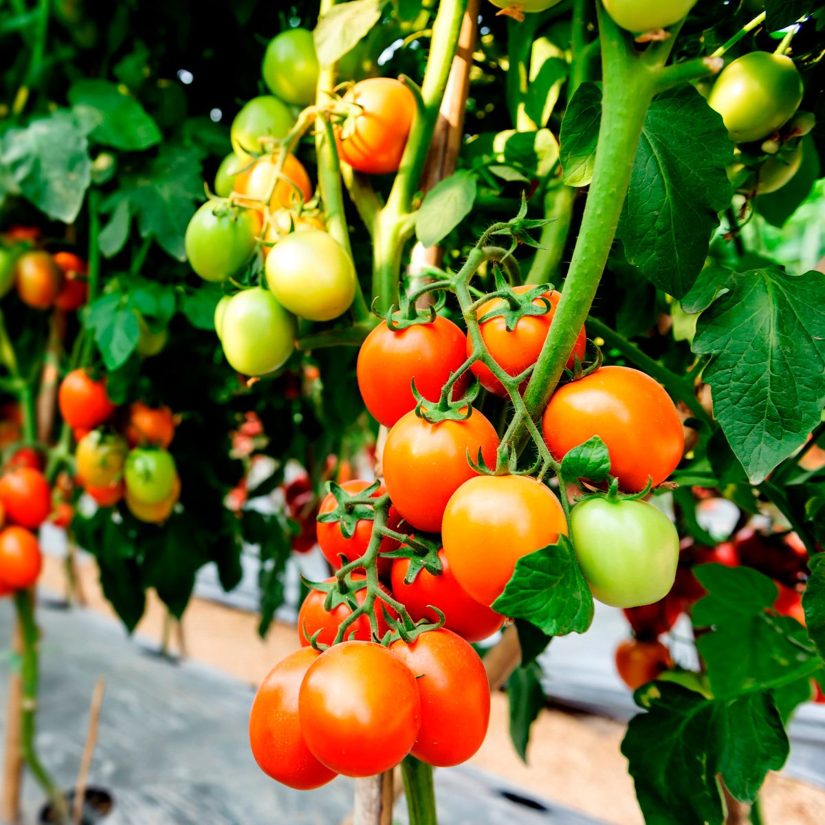 ACsemillas - Tomate el Pariente Tomate el Pariente - Image 1
