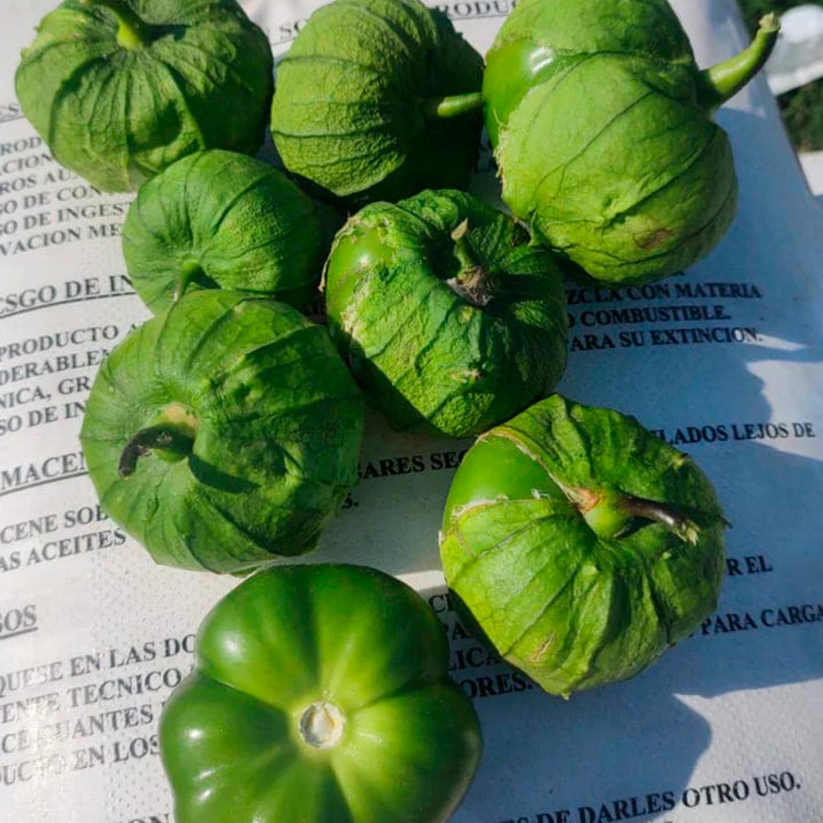 ACsemillas - Tomatillo Challenger F1 Tomatillo Challenger F1 - Image 1