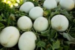 Melón Perla Verde Sobre 10 Millares - Image 4
