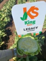 Lechuga Legacy Sobre 25 millares - Image 2