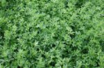 Alfalfa CUF-101 Saco 20 Kg Peletizada Certificada - Image 2