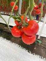 Tomate Barosor Sobre 1 millar - Image 2