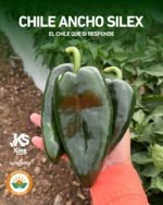 Chile Ancho Silex Sobre 2 millares - Image 2