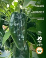 Chile Ancho Silex Sobre 2 millares - Image 6