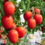 Tomate Chantico Sobre 1 millar