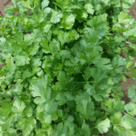 Cilantro Marrueco mitades saco 10 Kg - Image 2