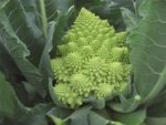 Coliflor Romanesco Veronica Sobre 2,500 semillas - Image 4