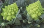 Coliflor Romanesco Veronica Sobre 2,500 semillas - Image 3