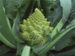 Coliflor Romanesco Veronica Sobre 2,500 semillas - Image 2