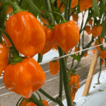 Chile Habanero Naranja (Orange) Sobre 15 millares - Image 4