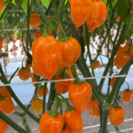 Chile Habanero Naranja (Orange) Sobre 15 millares - Image 3