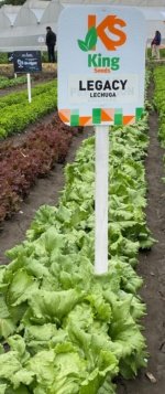 Lechuga Legacy Sobre 25 millares - Image 3
