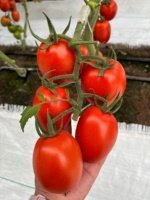Tomate Chichop (SD-2107) Sobre 1 millar - Image 2