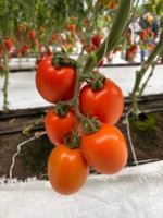 Tomate Chichop (SD-2107) Sobre 1 millar - Image 3