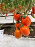 Tomate Chichop (SD-2107) Sobre 1 millar - Image 4