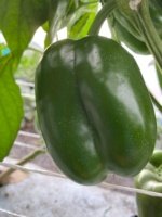 Pimiento UG 1730-12 Sobre 5 millares - Image 3