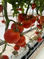Tomate Barosor Sobre 1 millar - Image 3