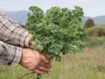 Kale Dwarf Siberian Plain Saco 26 LB - Image 2