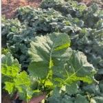Kale Dwarf Siberian Plain Saco 26 LB