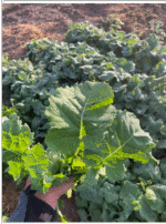 Kale Dwarf Siberian Plain Saco 26 LB