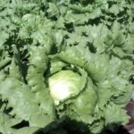 Lechuga Legacy Sobre 25 millares