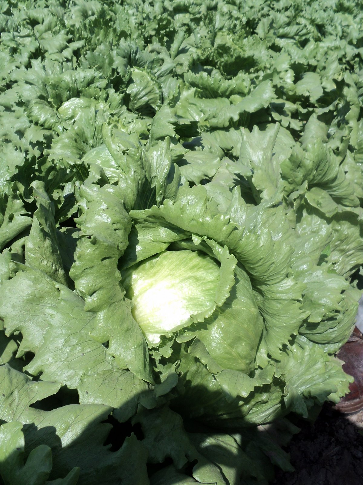 LechugaLegacy.jpg Lechuga Legacy Sobre 25 millares - Image 1