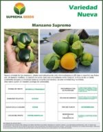 Tomatillo Manzano Supremo Sobre 100 millares - Image 4